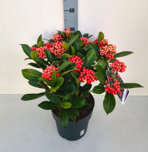 Skimmia japonica 'Temptation'