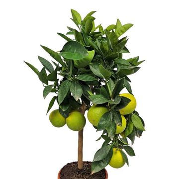 Citrus sinensis 'Arancio'