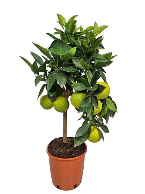 Citrus sinensis 'Arancio'
