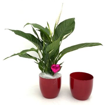 Spathiphyllum 'Sweet Silvio'