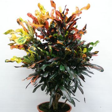 Codiaeum variegatum 'Mamey'