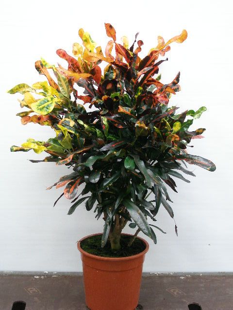 Trojskrzyn variegatum 'Mamey'