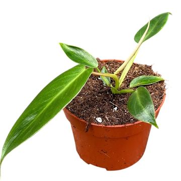 Філодендрон spiritus-sancti