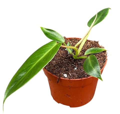 Philodendron spiritus-sancti