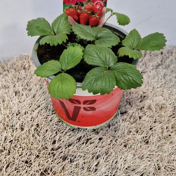 Fragaria x ananassa 'Toscana'