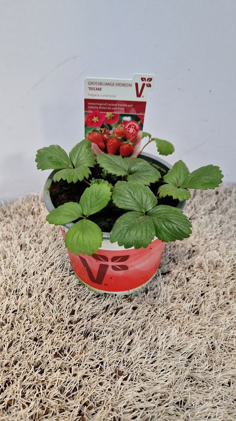 Fragaria x ananassa 'Toscana'