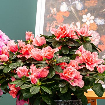 Rhododendron AZALEA MIX