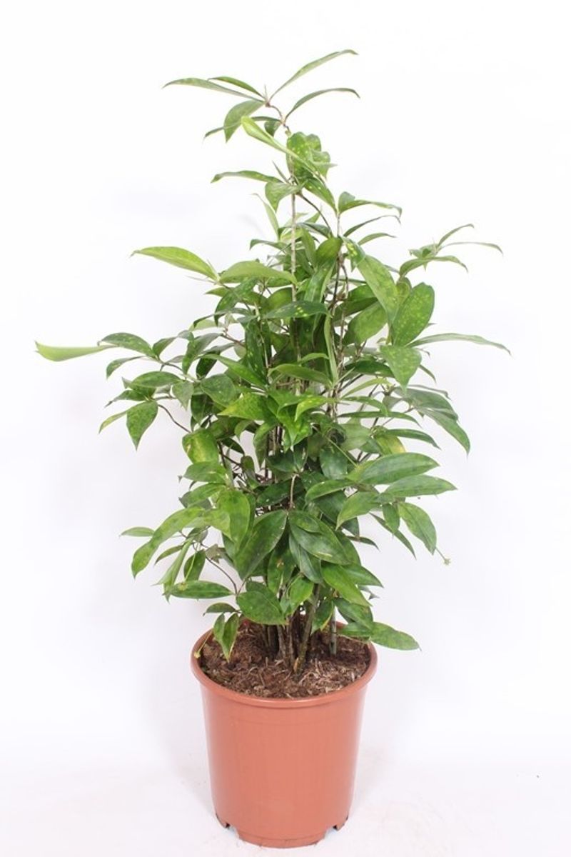 dracaena-surculosa-pflanzengro-handel-floraccess