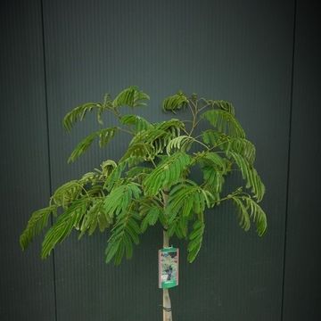 Albizia julibrissin