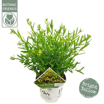 Hypericum kalmianum SUNNY BOULEVARD