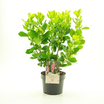 Clethra alnifolia 'Ruby Spice'