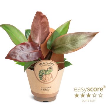 Philodendron 'Cherry Red'