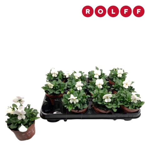 Viola EVO MINI WHITE