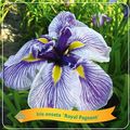 Iris ensata 'Royal Pageant'