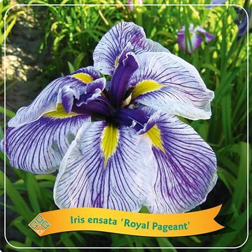 Iris ensata 'Royal Pageant'