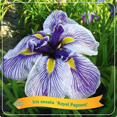 Iris ensata 'Royal Pageant'