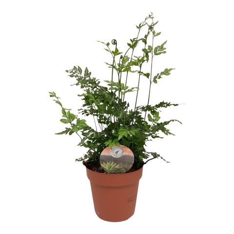 Pteris ensiformis 'Evergemiensis'