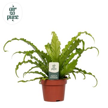 Asplenium antiquum 'Osaka'
