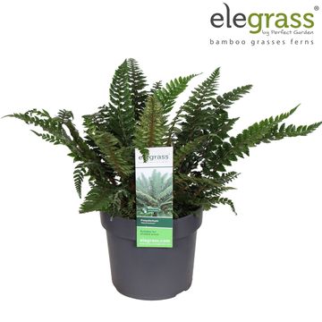 Polystichum neolobatum