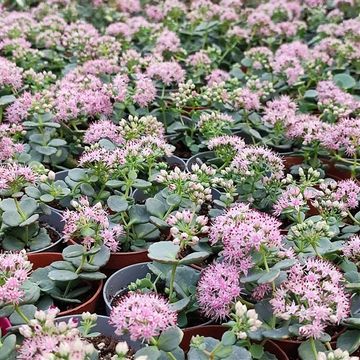 Sedum sieboldii