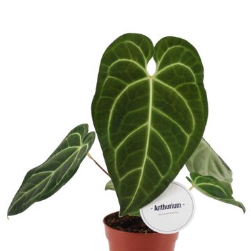Anthurium regale