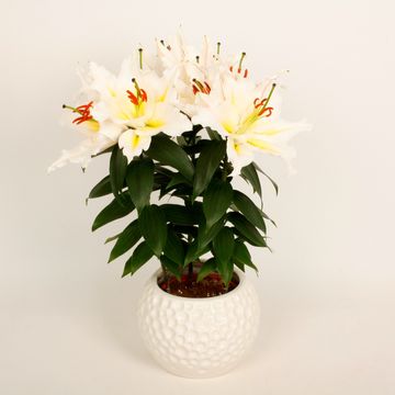 Lilium 'Sunny Azores'