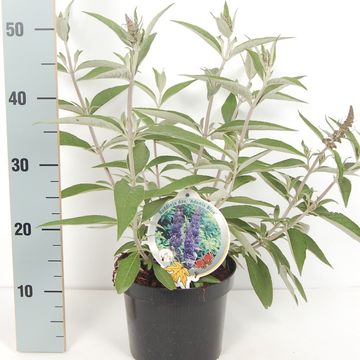 Buddleja davidii ADONIS BLUE