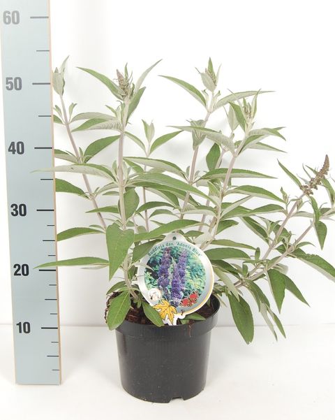 Buddleja davidii ADONIS BLUE