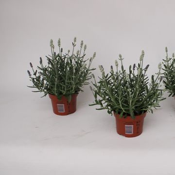 Lavandula MIX IN POT