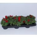 Petunia SURFINIA RED