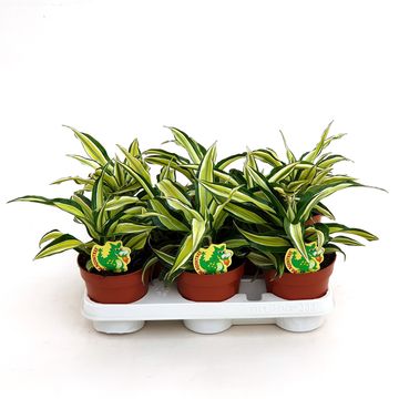 Dracaena fragrans 'Malaika'