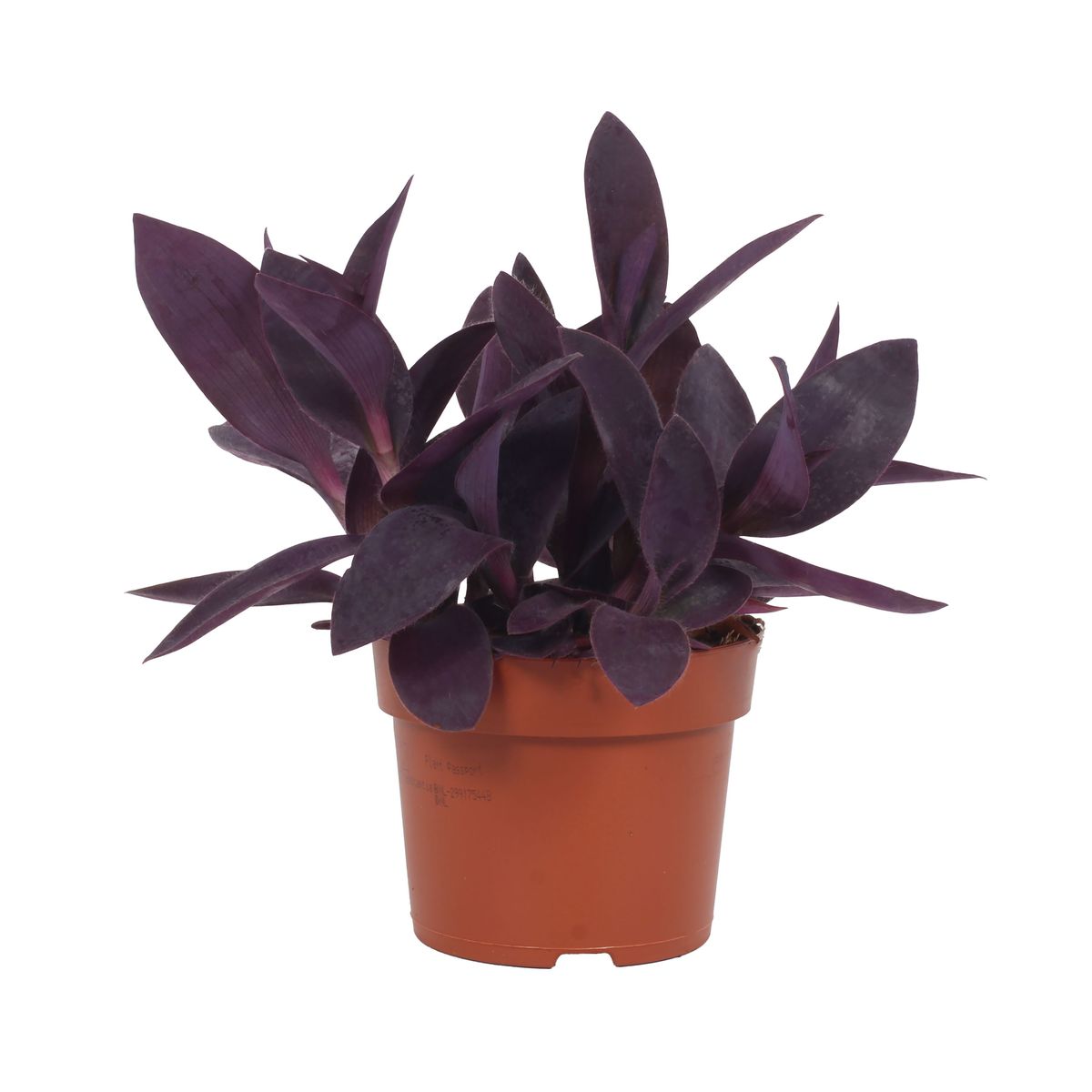 ficus moonshine variegata Ficus Shivereana Moonshine  Casa Botanica