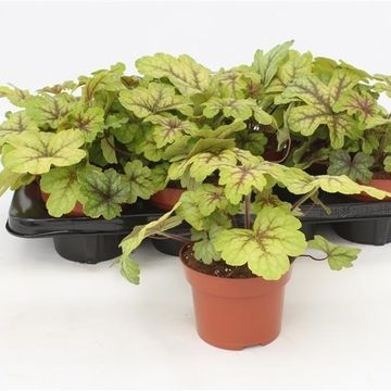 x Heucherella 'Alabama Sunrise'