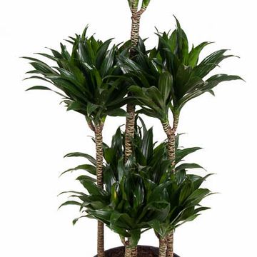 Dracaena fragrans 'Compacta'