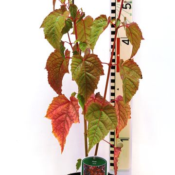 Acer davidii