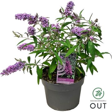 Buddleja davidii BUZZ VIOLET