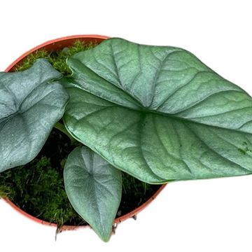 Alocasia 'Bisma Silver'