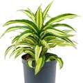 Dracaena fragrans 'Malaika'