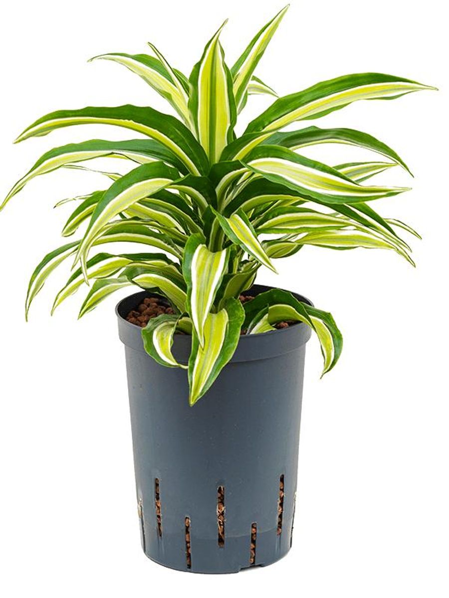 Dracaena fragrans 'Malaika'