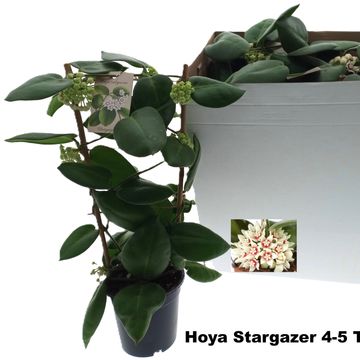 Hoya calycina 'Stargazer'