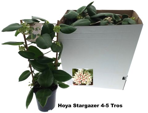 Hoya calycina 'Stargazer'