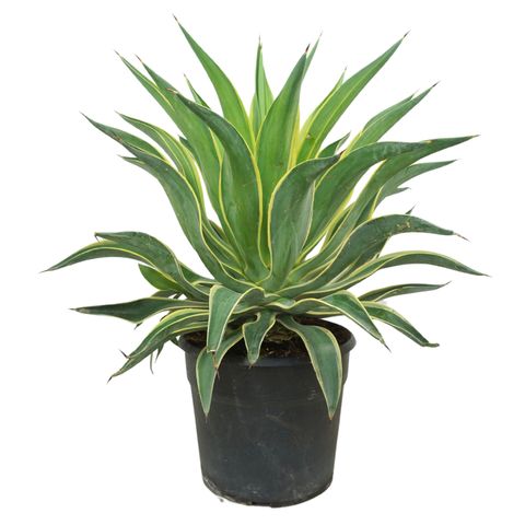 Agave desmettiana 'Variegata'