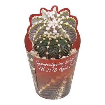 Gymnocalycium friedrichii