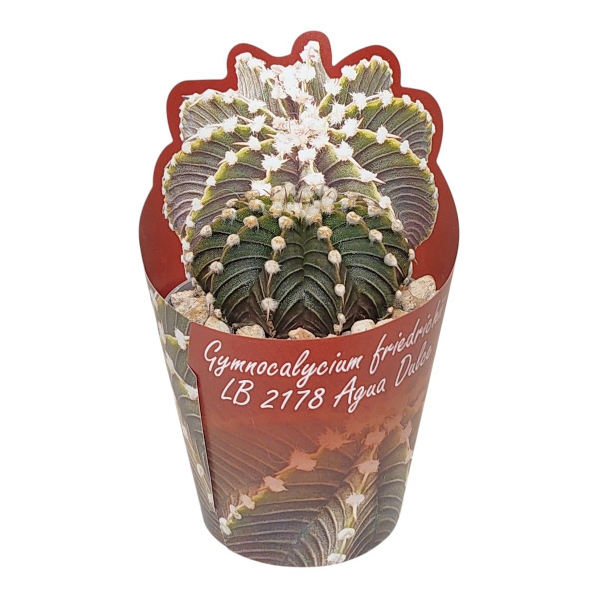 monstera deliciosa riesig Monstera deliciosa XXL | Online kaufen