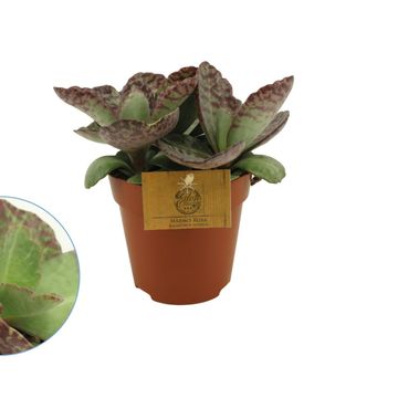 Kalanchoe humilis DESERT SURPRISE