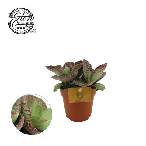 Kalanchoe humilis DESERT SURPRISE
