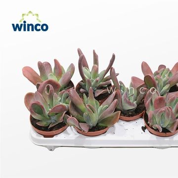 Kalanchoe luciae 'Oricula'