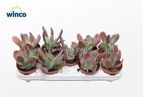 Kalanchoe luciae 'Oricula'