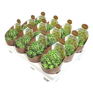 Toumeya papyracantha x Echinoceeus knippelianus