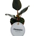 Philodendron squamicaule 'Red'